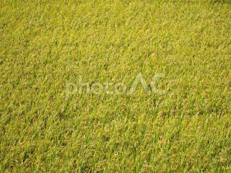 稲刈り前の田んぼ 稲,田んぼ,お米の写真素材