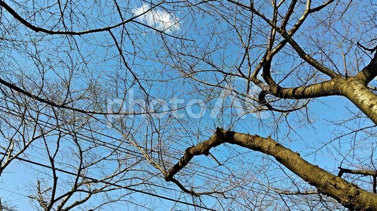 木の下から.36 木の下から,木,枝の写真素材