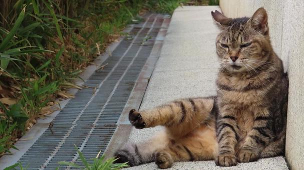 壁に寄りかかって日向ぼっこ中のもふもふ猫 猫,キジトラ,日向ぼっこの写真素材