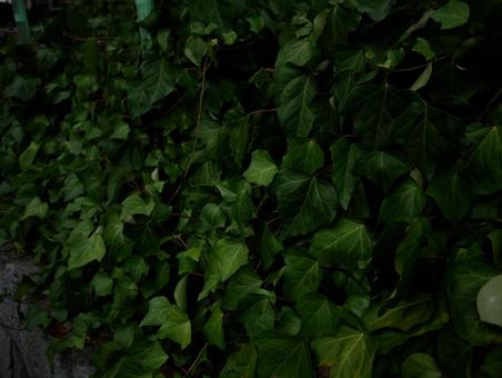草 草の写真