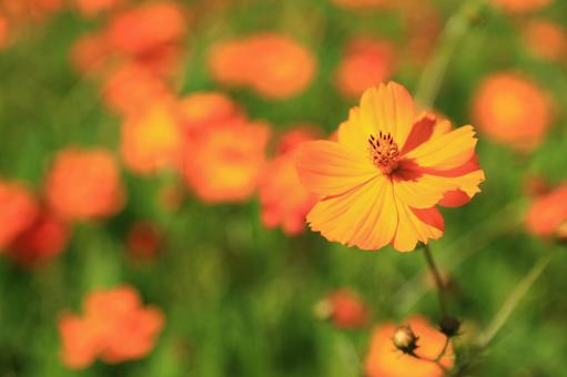 キバナコスモスの写真