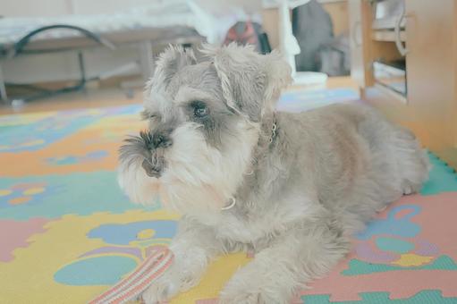 ミニチュアシュナウザー 犬,ペット,動物の写真素材