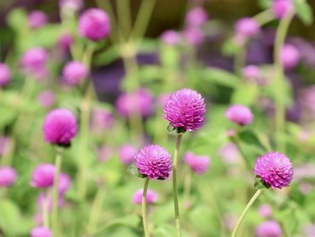 千日紅 千日紅 千日紅,センニチコウ,ピンクの写真素材