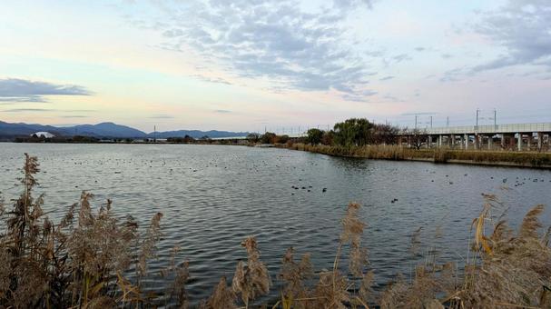 石川県の潟湖木場潟で休む渡り鳥たち 潟湖,湖,木場潟の写真素材