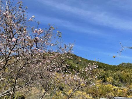 青空と桜とイチョウ2の写真