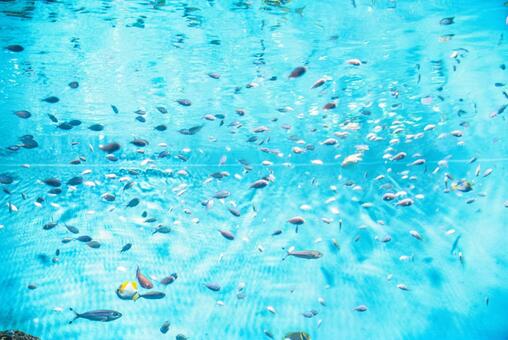 煌めく水中の魚たち 魚,小魚,熱帯魚の写真素材