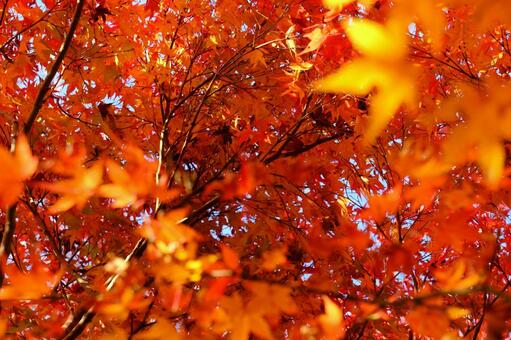 紅葉 紅葉,モミジ,秋の写真素材