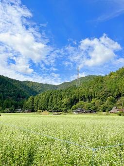 蕎麦畑からの田舎の風景 蕎麦畑,田舎,山の写真素材