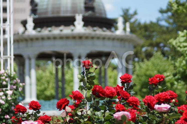 5月の鶴舞公園　薔薇園２４－１ 薔薇園,鶴舞公園,薔薇の写真素材