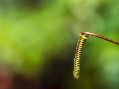 緑に映える植物の巻きひげ 緑に映える植物の巻きひげ 植物,つる,巻きひげの写真素材