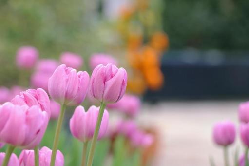 チューリップ アイスチューリップ,チューリップ,花の写真素材