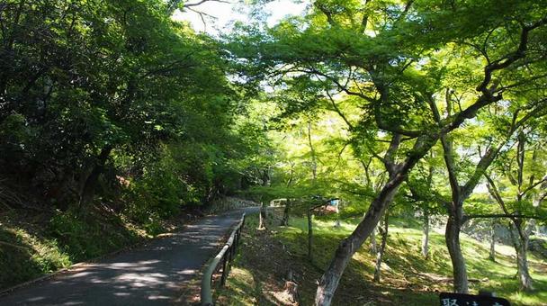 新緑の山道 新緑の山道の写真