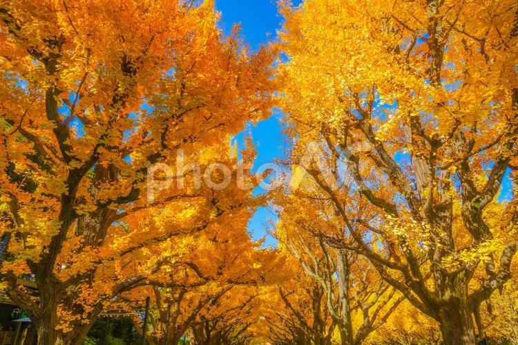 明治神宮外苑 いちょう並木 外苑前,イチョウ並木,紅葉の写真素材