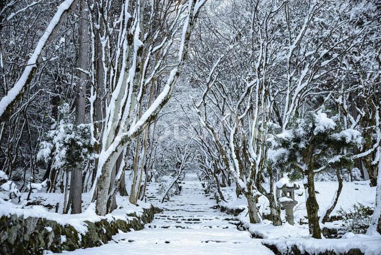 深々と雪の降る鶏足寺の参道 日本,滋賀,四季の写真素材