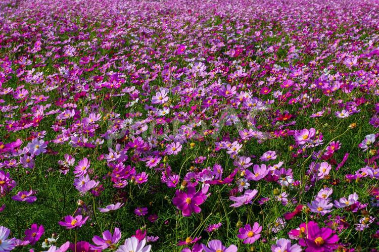 群生のコスモス畑 晴れ,群生,一面の写真素材