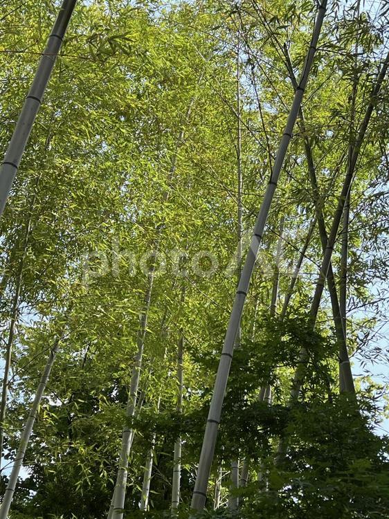 竹笹 竹,竹林,まっすぐの写真素材
