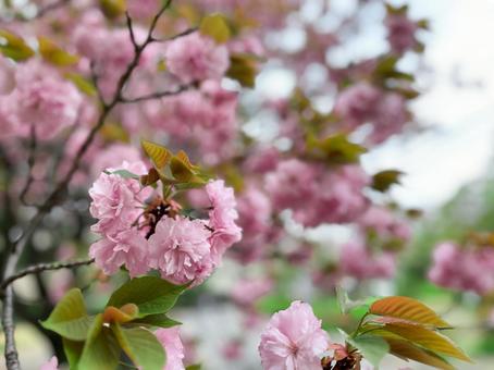 Photo, double cherry blossoms, flower, bloom, 