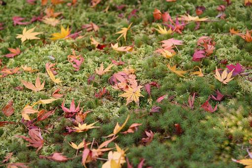 苔と紅葉の絨毯 苔と紅葉の絨毯 紅葉,秋,苔の写真素材