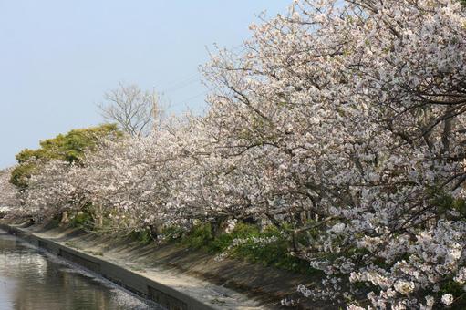 桜並木の写真
