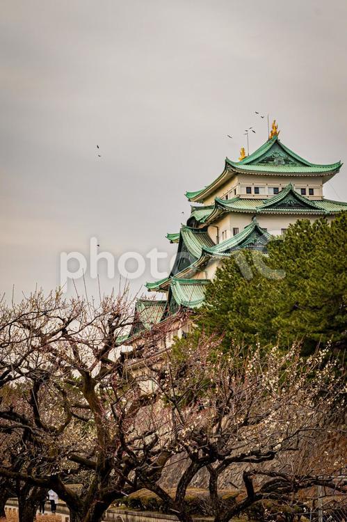 名古屋　名古屋城の風景 名古屋,愛知,愛知県の写真素材