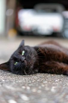 緑の瞳が印象的なくつろぎ黒猫 猫,黒猫,クロネコの写真素材