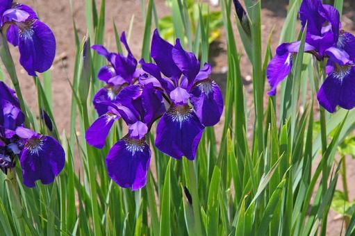 アヤメ アヤメ,菖蒲,文目の写真素材