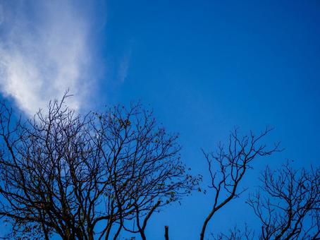 冬の青空と枯れ木 紅葉,風景,背景の写真素材