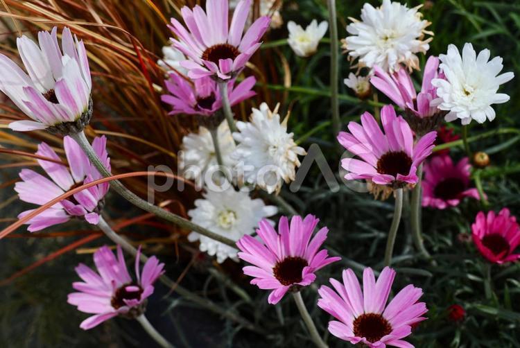 ３月中旬の庭のマーガレットの花 背景,マーガレット,花の写真素材