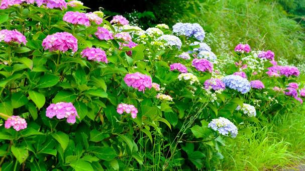 Photo, hydrangea, flower, rainy season, 