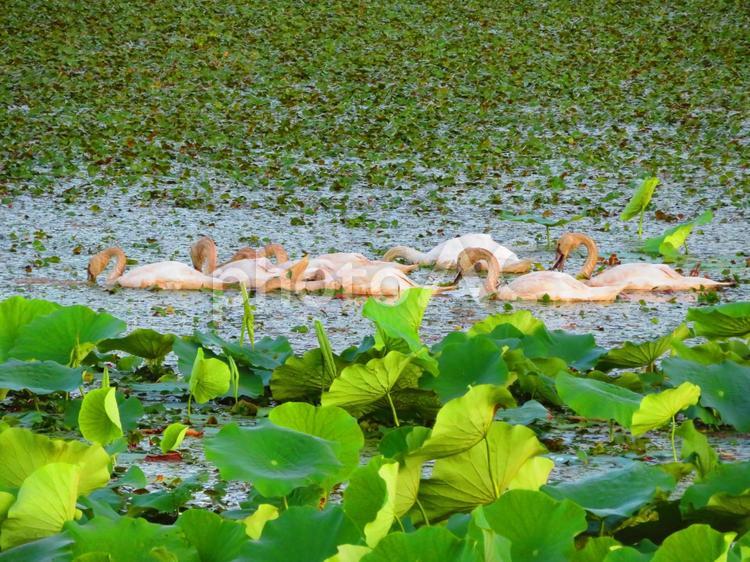 ７月下旬の高月池のコブハクチョウの親子の行進 背景,コブハクチョウ,親子の写真素材