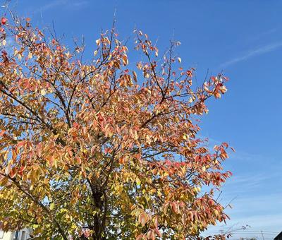 紅葉と青空 赤,屋外,鮮やかの写真素材