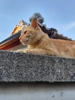 和猫 野良猫,地域猫,塀の写真素材
