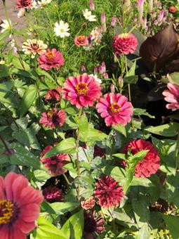 きれいな植物の写真