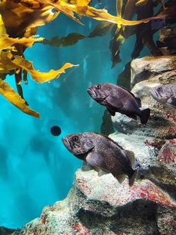 海藻と魚(近影) 海藻と魚(近影) 海藻,魚類,お魚の写真素材