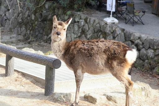 宮島の鹿 宮島の鹿の写真