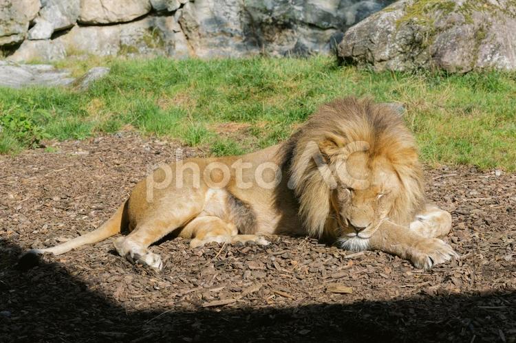 日差しの中で眠る雄ライオン ライオン,動物,野生の写真素材