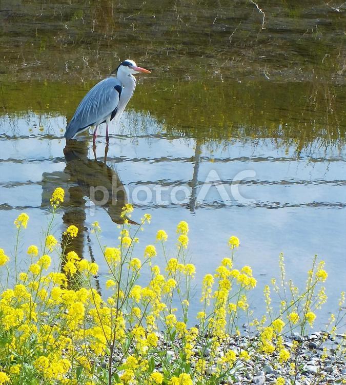 じっと落ち着いているアオサギと菜の花 アオサギ,菜の花,黄色い花の写真素材
