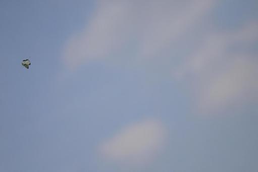 蝶々と空No.21 蝶々と空No.21の写真