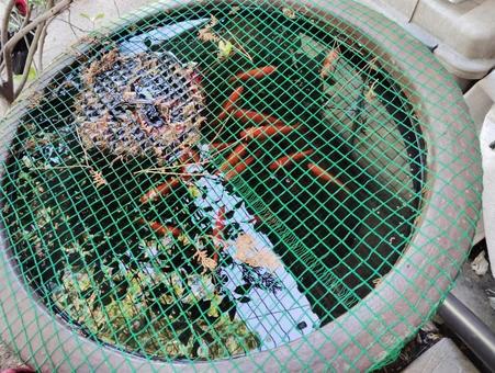 金魚鉢と金魚 金魚鉢と金魚の写真