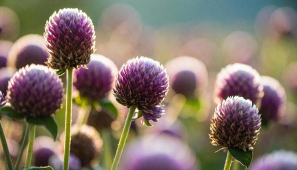 夏から秋の花 センニチコウ 夏から秋の花 センニチコウの写真