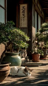 日本の軒先で眠る猫の写真