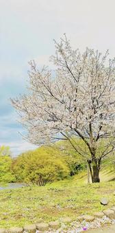 桜 桜の写真