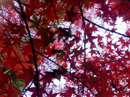 紅葉 紅葉の写真