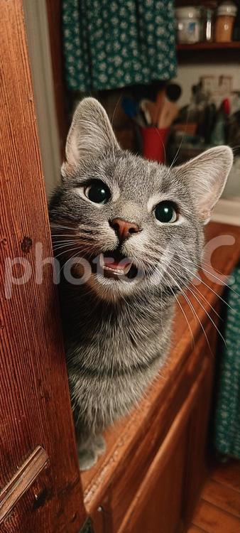 こちらを見る猫 ねこ,アップ,動物の写真素材