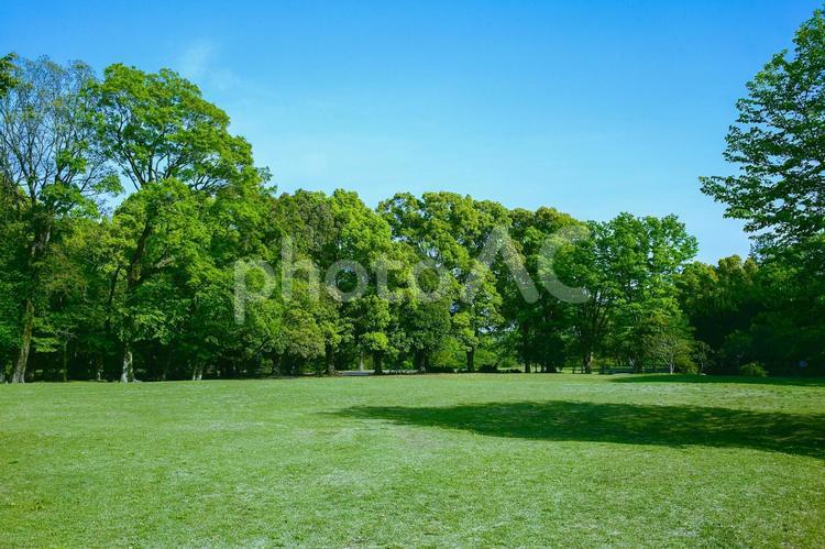 緑の公園 公園,木,森の写真素材