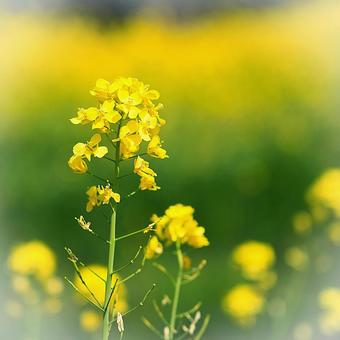 菜の花畑 菜の花畑 菜の花,花,黄色の写真素材