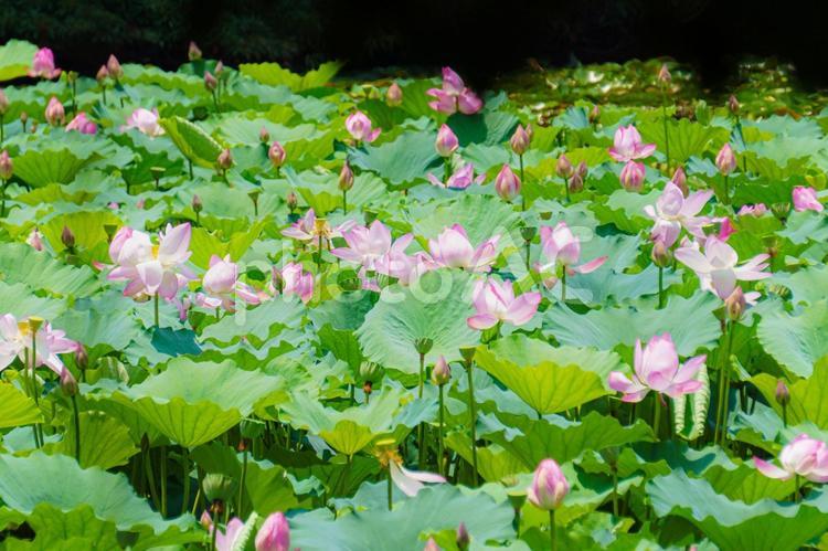 大賀ハス咲く初夏の池 大賀ハス,蓮の花,夏の花の写真素材