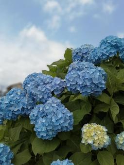 紫陽花 紫陽花の写真