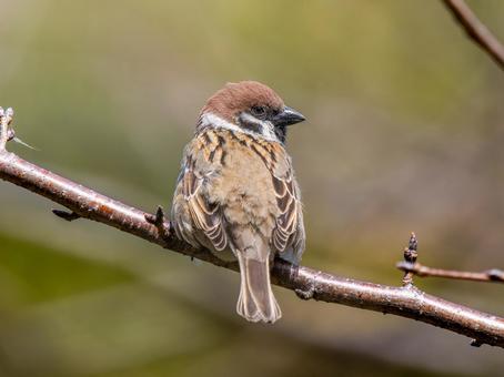 枝にとまるスズメ 枝にとまるスズメ スズメ,雀,鳥の写真素材
