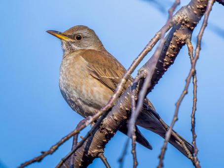 枝にとまるシロハラ 枝にとまるシロハラ シロハラ,野鳥,鳥の写真素材
